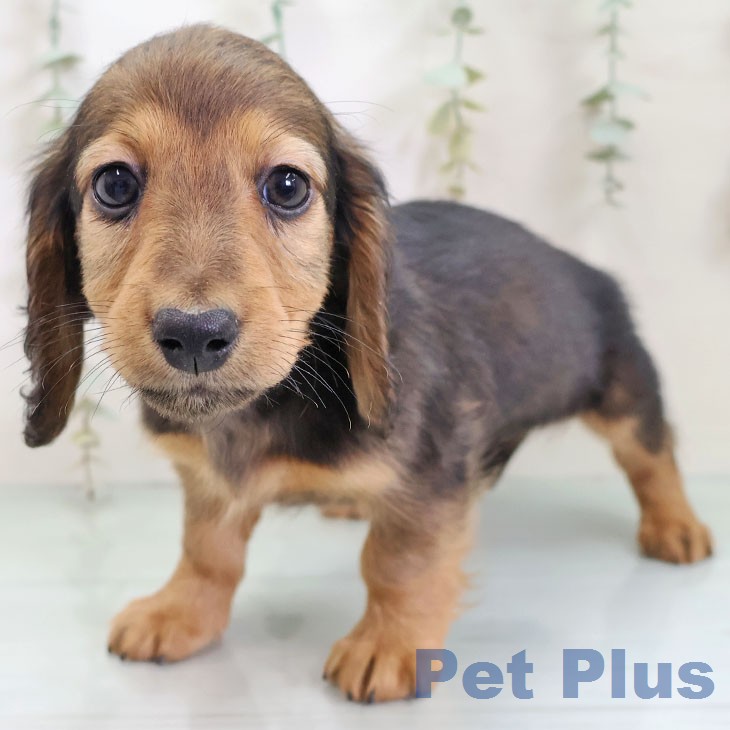 ミニチュア・ダックスフンドの写真2