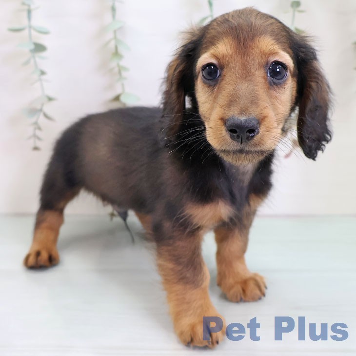 福岡県のミニチュアダックスフンド(ロング) (ペットプラス 黒崎店/2025年12月20日生まれ/男の子/レッド)の子犬の1枚目の画像