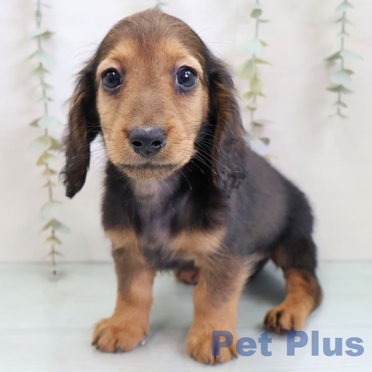福岡県のミニチュアダックスフンド(ロング) (ペットプラス 黒崎店/2025年12月20日生まれ/男の子/レッド)の子犬の2枚目の画像