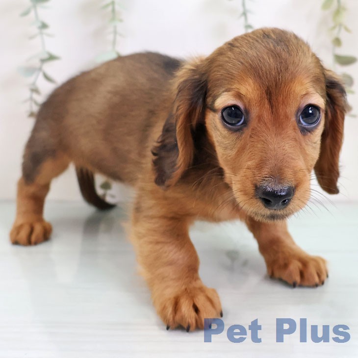 ミニチュア・ダックスフンド