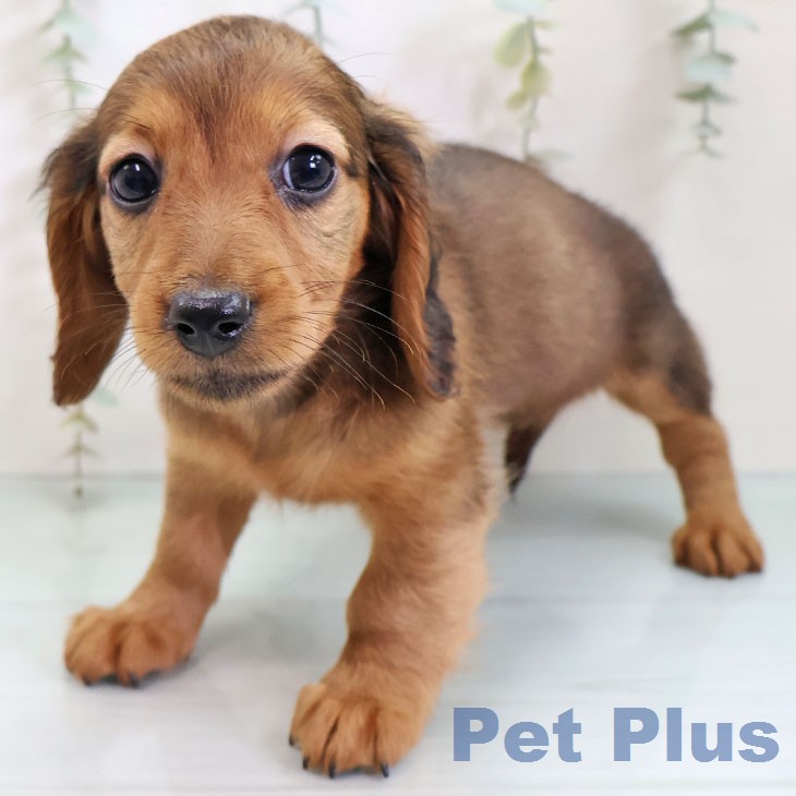 ミニチュア・ダックスフンドの写真2