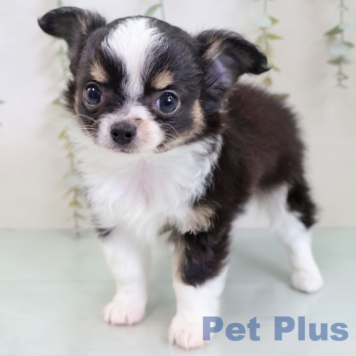福岡県のチワワ(ロング) (ペットプラス 福岡店/2025年12月18日生まれ/男の子/ブラックタンホワイト)の子犬の2枚目の画像