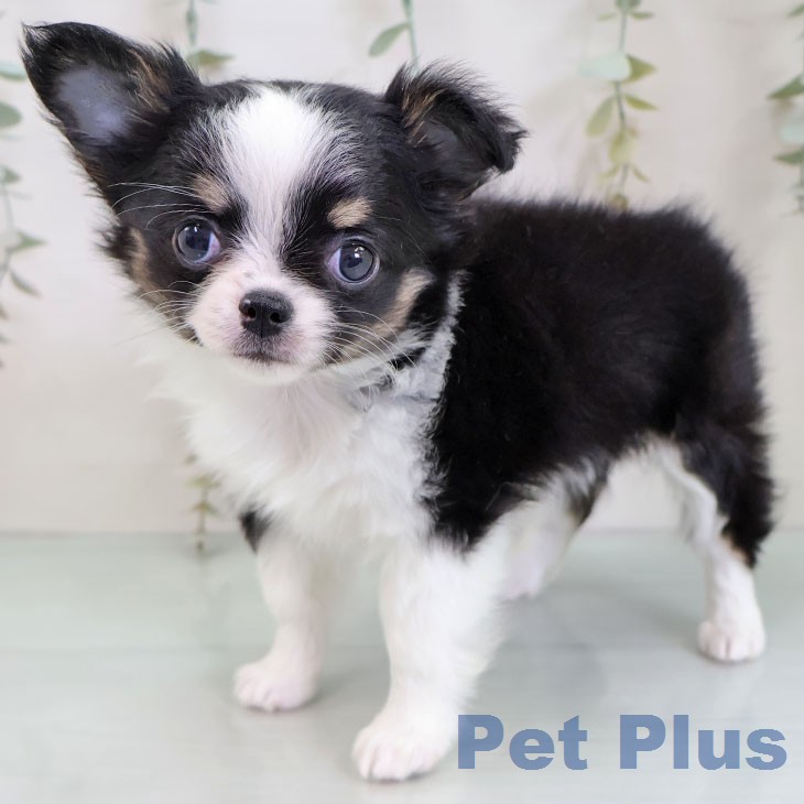 福岡県のチワワ(ロング) (ペットプラス 福岡店/2025年12月18日生まれ/女の子/ブラックタンホワイト)の子犬の1枚目の画像