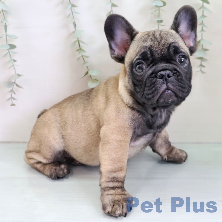 福岡県のフレンチブルドッグ (ペットプラス 香椎浜店/2025年12月12日生まれ/男の子/フォーン)の子犬の1枚目の画像