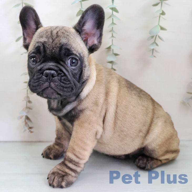 福岡県のフレンチブルドッグ (ペットプラス 香椎浜店/2025年12月12日生まれ/男の子/フォーン)の子犬の2枚目の画像