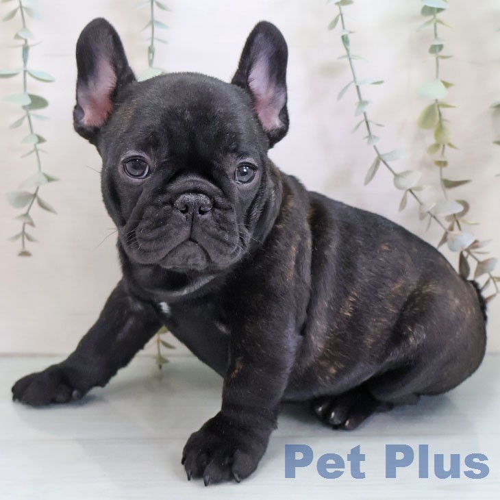 長崎県のフレンチブルドッグ (ペットプラス 長崎店/2025年12月12日生まれ/女の子/ブリンドル)の子犬