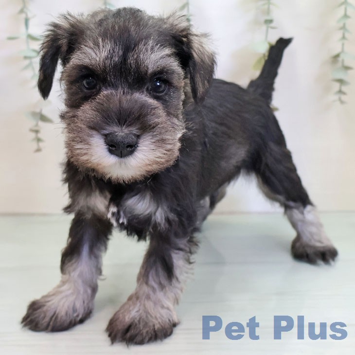 福岡県のミニチュアシュナウザー (ペットプラス ららぽーと福岡店/2025年12月24日生まれ/男の子/ソルトペッパー)の子犬の2枚目の画像