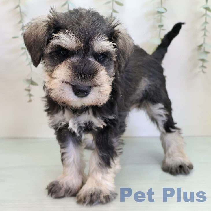 山梨県のミニチュアシュナウザー (ペットプラス 甲府昭和店/2025年12月24日生まれ/男の子/ソルトペッパー)の子犬の1枚目の画像