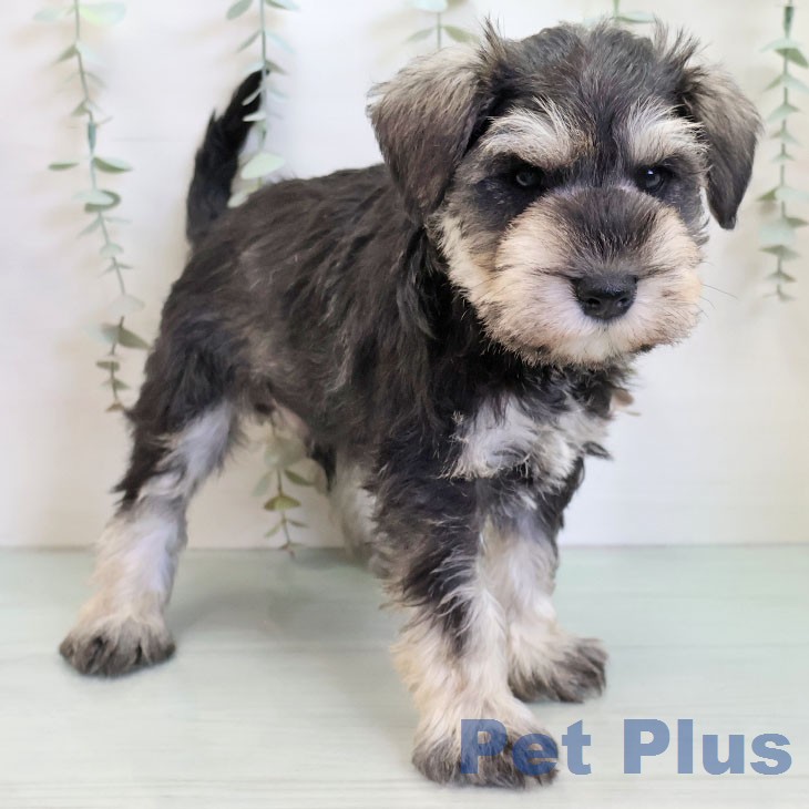 山梨県のミニチュアシュナウザー (ペットプラス 甲府昭和店/2025年12月24日生まれ/男の子/ソルトペッパー)の子犬の2枚目の画像