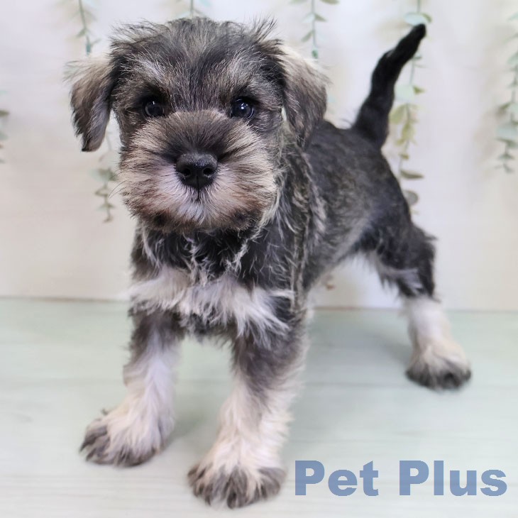 ミニチュア・シュナウザー