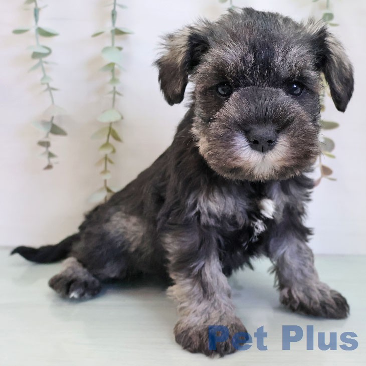 宮崎県のミニチュアシュナウザー (ペットプラス 宮崎店/2025年12月24日生まれ/女の子/ソルトペッパー)の子犬