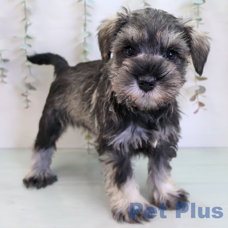 ミニチュア・シュナウザー