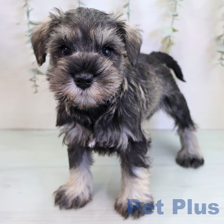 ミニチュア・シュナウザーの写真2