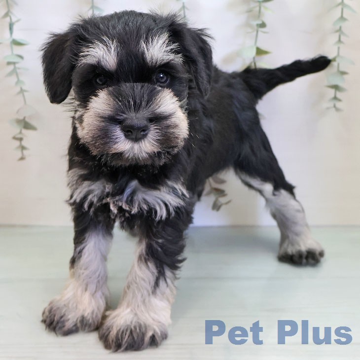 福岡県のミニチュアシュナウザー (ペットプラス 香椎浜店/2025年12月24日生まれ/女の子/ブラックシルバー)の子犬