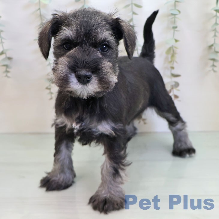 鹿児島県のミニチュアシュナウザー (ペットプラス 姶良店/2025年12月24日生まれ/男の子/ソルトペッパー)の子犬の1枚目の画像