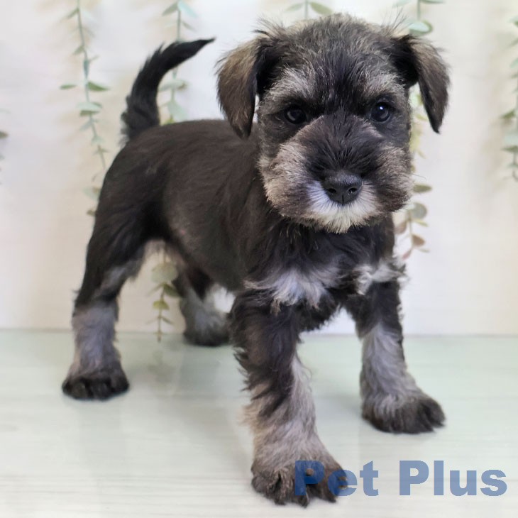 鹿児島県のミニチュアシュナウザー (ペットプラス 姶良店/2025年12月24日生まれ/男の子/ソルトペッパー)の子犬の2枚目の画像