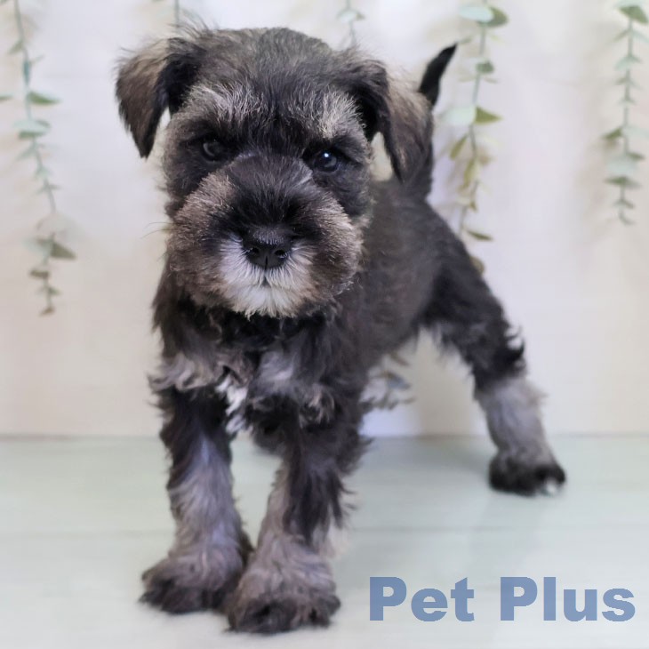 福岡県のミニチュアシュナウザー (ペットプラス 八幡東店/2025年12月24日生まれ/男の子/ソルトペッパー)の子犬