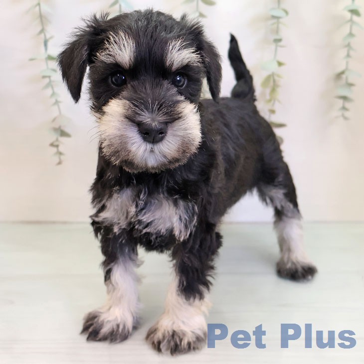 福岡県のミニチュアシュナウザー (ペットプラス 福岡店/2025年12月24日生まれ/女の子/ブラックシルバー)の子犬の1枚目の画像