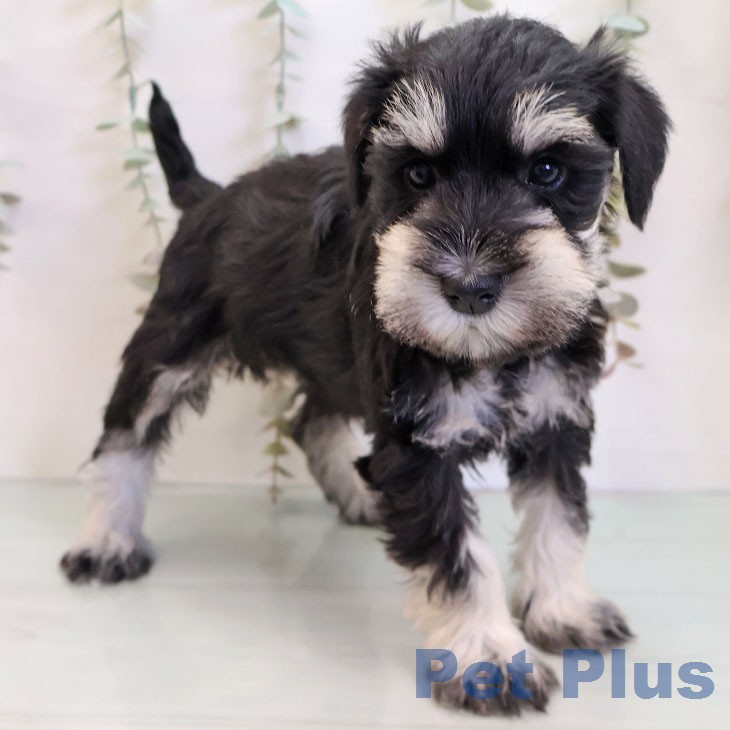 福岡県のミニチュアシュナウザー (ペットプラス 福岡店/2025年12月24日生まれ/女の子/ブラックシルバー)の子犬の2枚目の画像