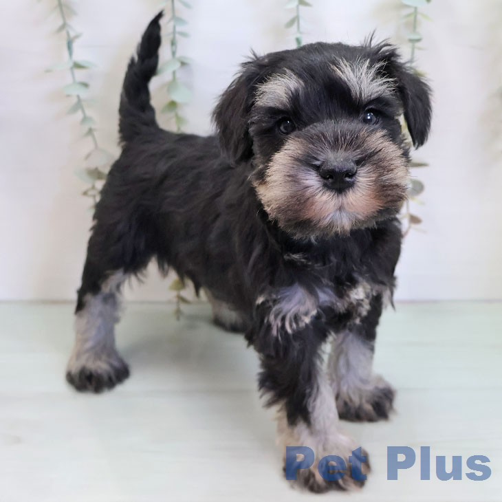 ミニチュア・シュナウザーの写真2