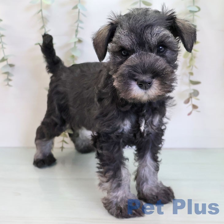 福岡県のミニチュアシュナウザー (ペットプラス 香椎浜店/2025年12月23日生まれ/男の子/ソルトペッパー)の子犬