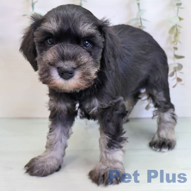 福岡県のミニチュアシュナウザー (ペットプラス 小倉南店/2025年12月23日生まれ/女の子/ブラックシルバー)の子犬の1枚目の画像