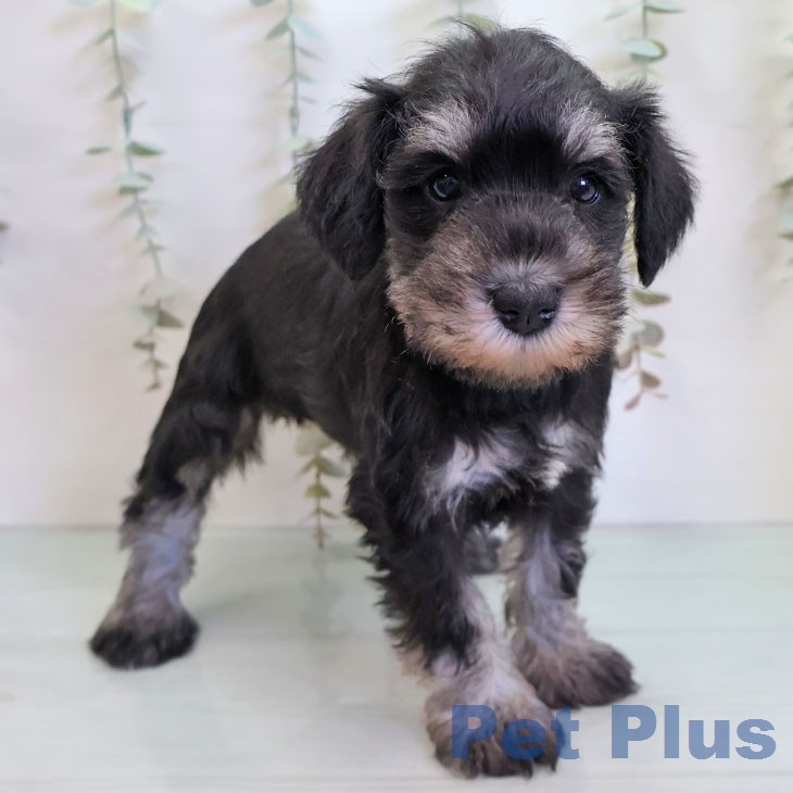 ミニチュア・シュナウザーの写真2