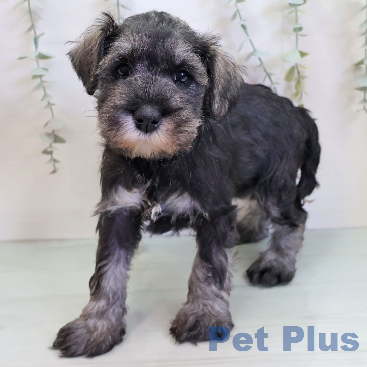 ミニチュア・シュナウザーの写真2