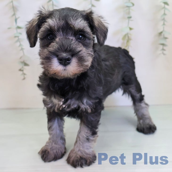 ミニチュア・シュナウザー