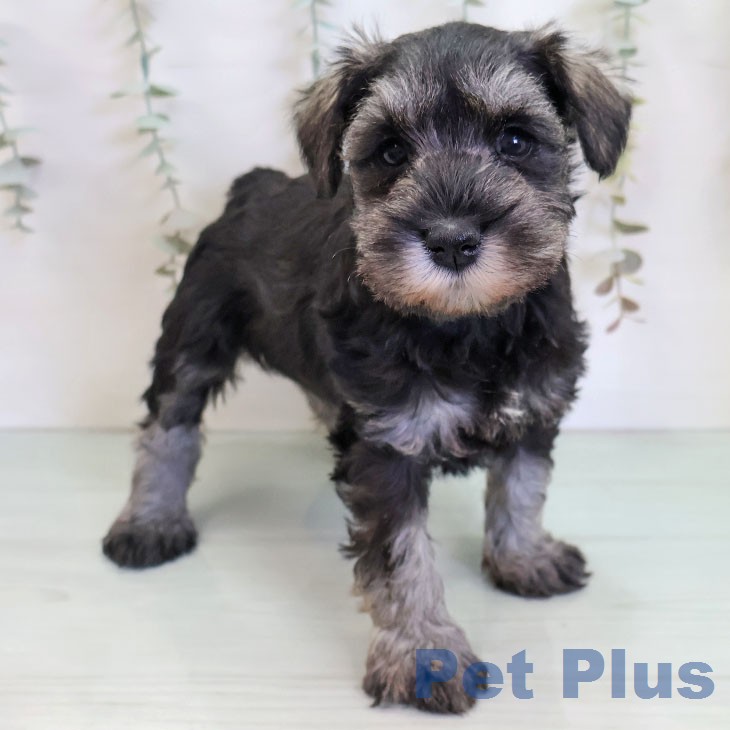 ミニチュア・シュナウザーの写真2