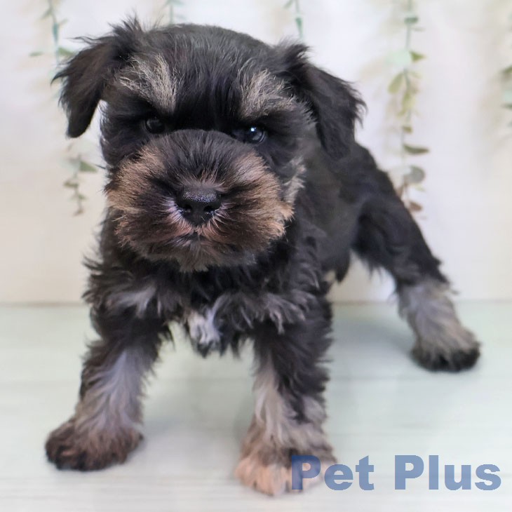 ミニチュア・シュナウザーの写真2