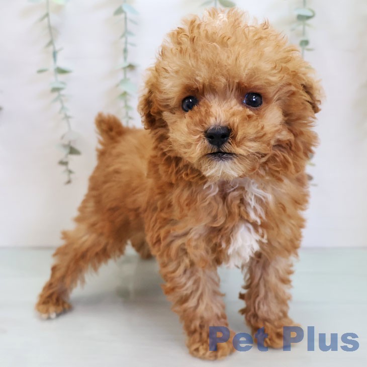 熊本県のトイプードル(トイ) (ペットプラス 熊本店/2025年12月15日生まれ/男の子/アプリコット)の子犬の1枚目の画像
