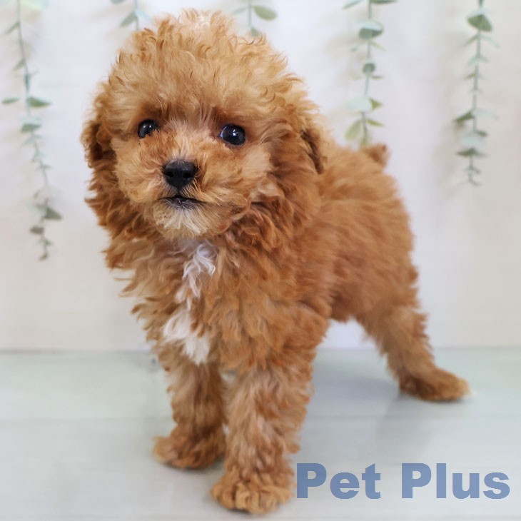 熊本県のトイプードル(トイ) (ペットプラス 熊本店/2025年12月15日生まれ/男の子/アプリコット)の子犬の2枚目の画像