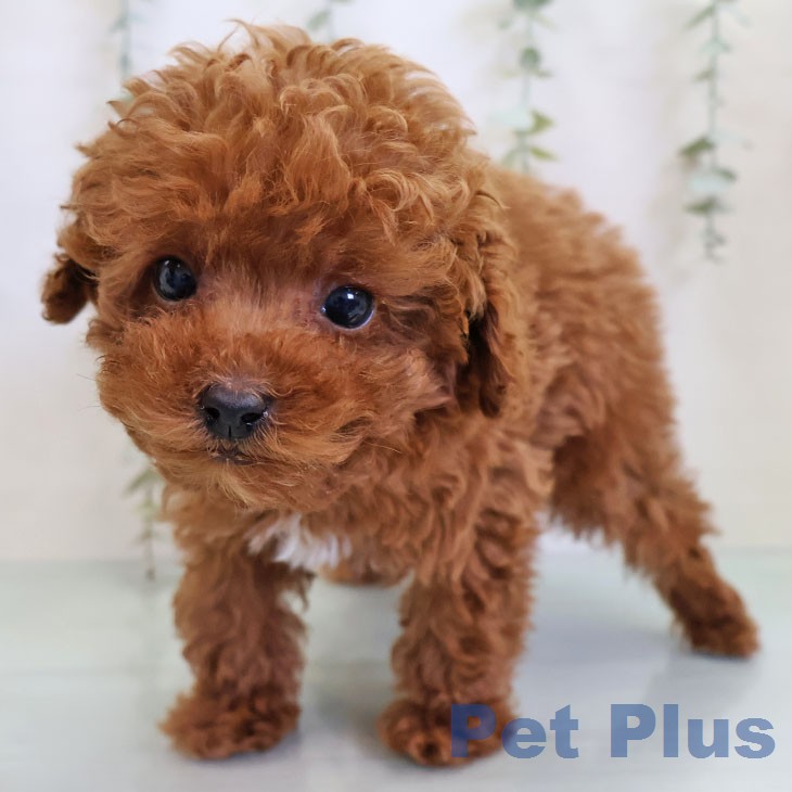 福岡県のトイプードル(トイ) (ペットプラス 福岡店/2025年12月15日生まれ/男の子/レッド)の子犬の2枚目の画像