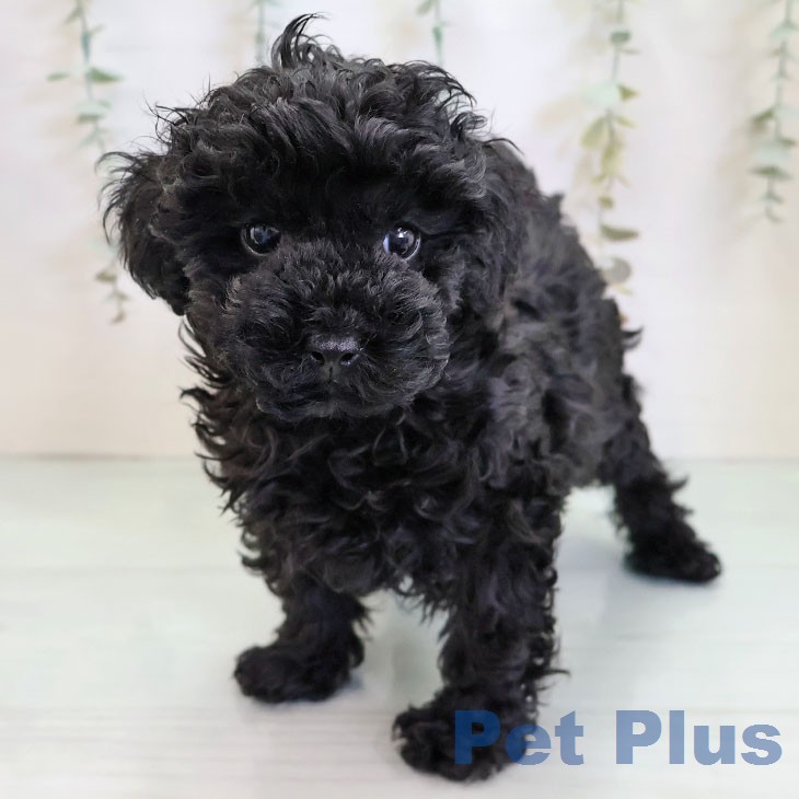 福岡県のトイプードル(トイ) (ペットプラス 香椎浜店/2025年12月22日生まれ/男の子/ブラック)の子犬