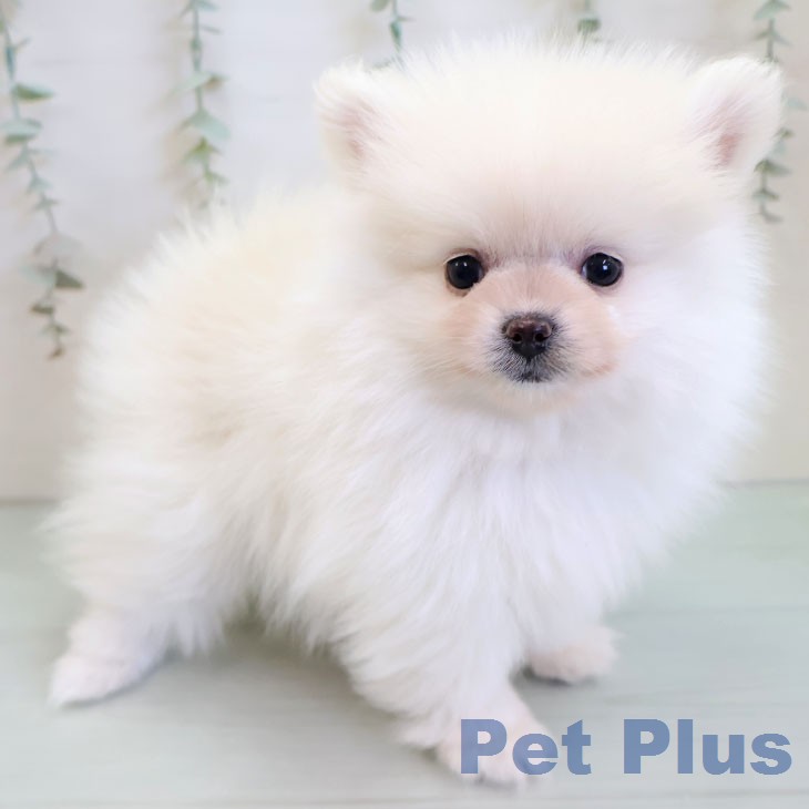 ポメラニアンの写真2