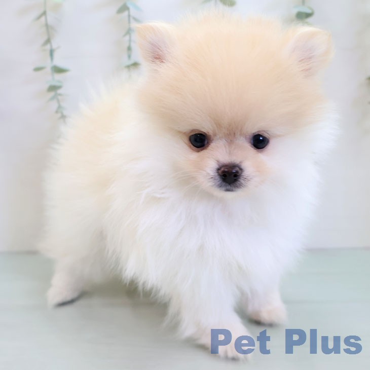 福岡県のポメラニアン (ペットプラス 八幡東店/2025年12月22日生まれ/男の子/クリーム)の子犬