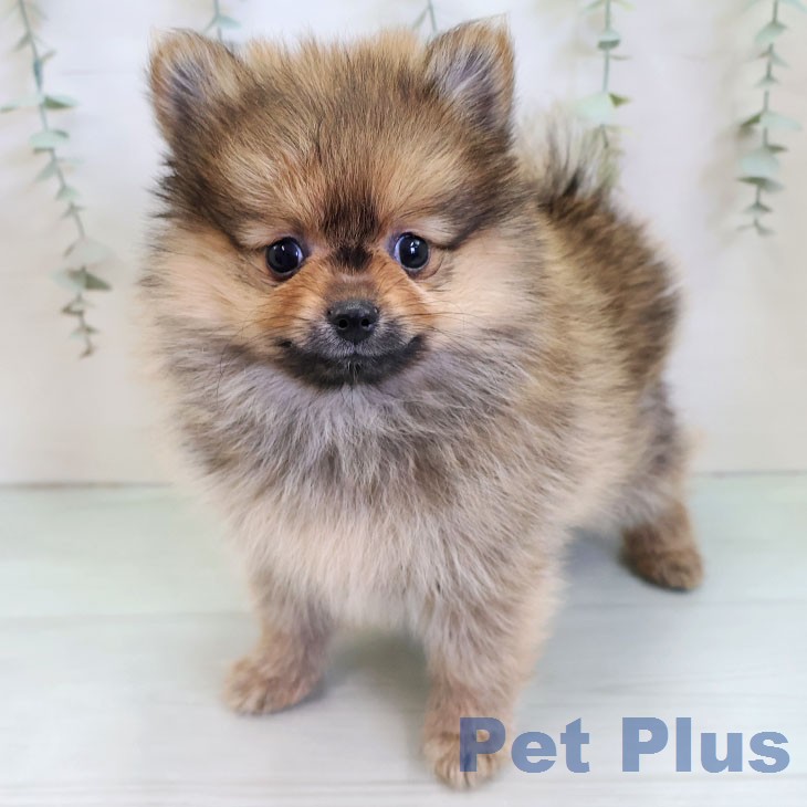 宮崎県のポメラニアン (ペットプラス 宮崎店/2025年12月22日生まれ/女の子/オレンジ)の子犬