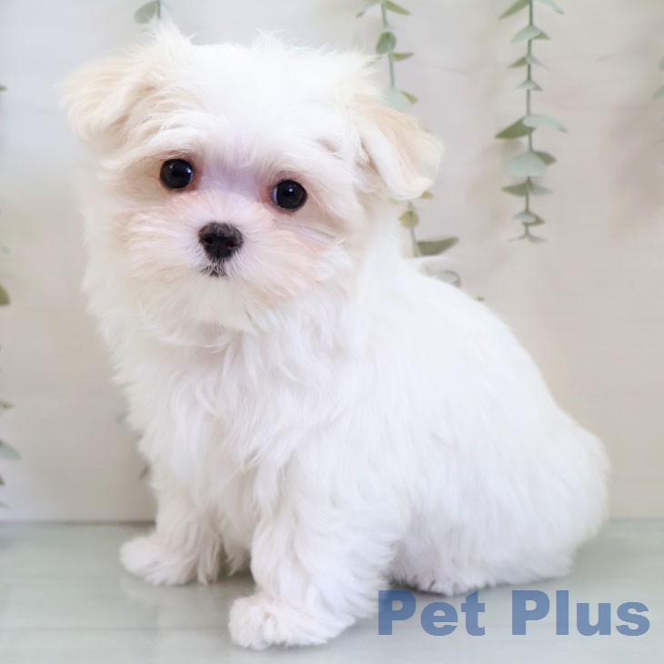 マルチーズの写真2