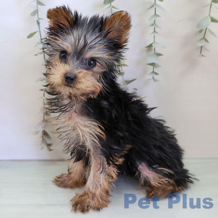 埼玉県のヨークシャーテリア (ペットプラス 羽生店/2025年12月4日生まれ/男の子/スチールブルータン)の子犬