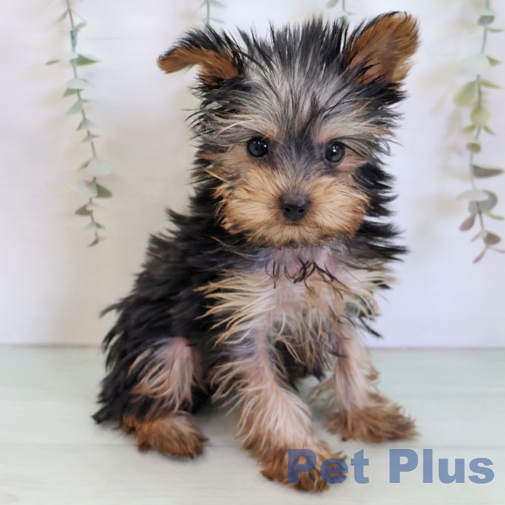 埼玉県のヨークシャーテリア (ペットプラス 羽生店/2025年12月4日生まれ/男の子/スチールブルータン)の子犬の2枚目の画像