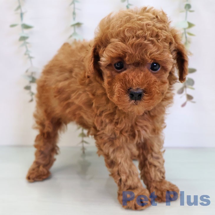 福岡県のトイプードル(トイ) (ペットプラス 八幡東店/2025年12月25日生まれ/男の子/レッド)の子犬の2枚目の画像