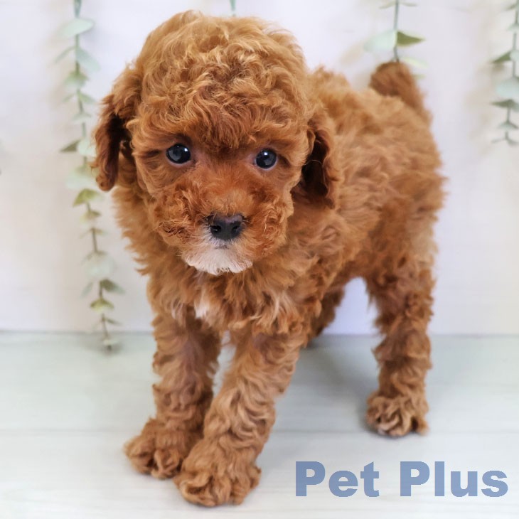 トイ・プードル