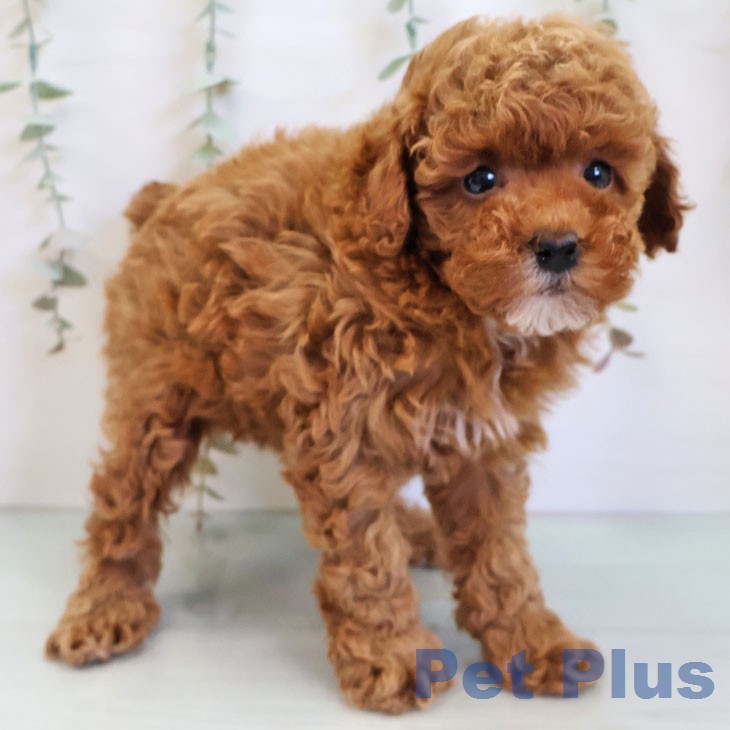 トイ・プードルの写真2