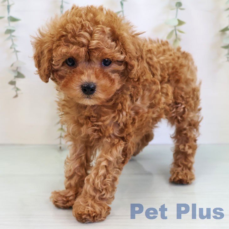 福岡県のトイプードル(トイ) (ペットプラス 八幡東店/2025年12月23日生まれ/男の子/アプリコット)の子犬の1枚目の画像
