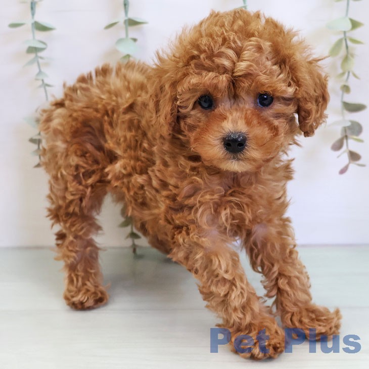 福岡県のトイプードル(トイ) (ペットプラス 八幡東店/2025年12月23日生まれ/男の子/アプリコット)の子犬の2枚目の画像