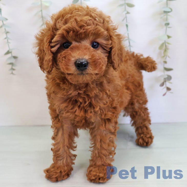 福岡県のトイプードル(トイ) (ペットプラス 福岡店/2025年12月23日生まれ/女の子/アプリコット)の子犬の2枚目の画像