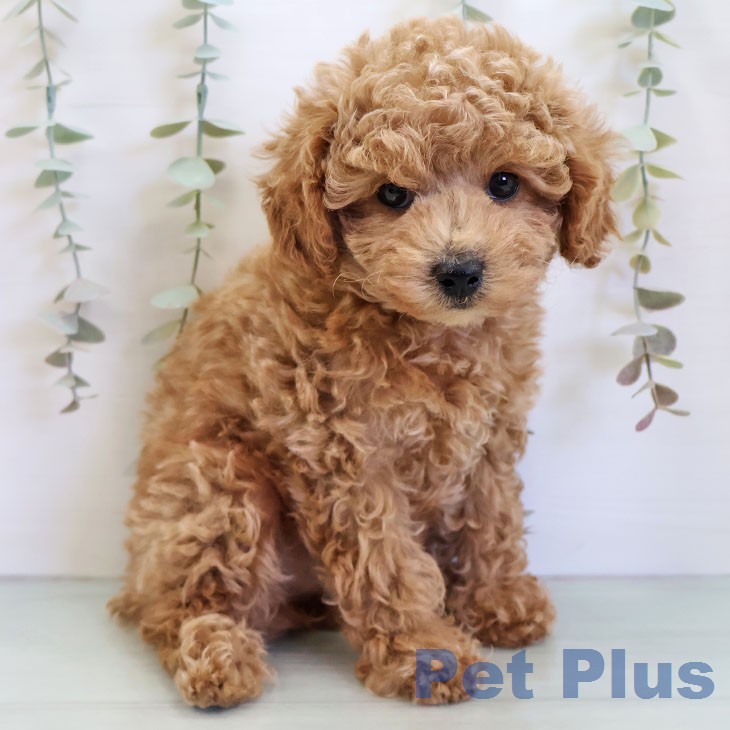 トイ・プードル