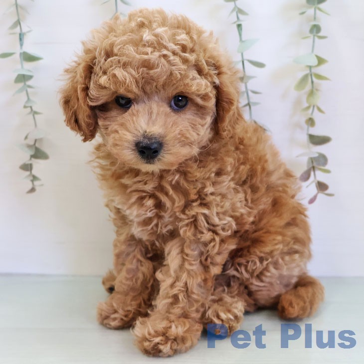 トイ・プードルの写真2