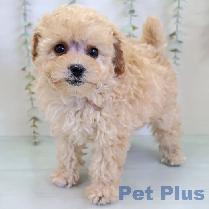 福岡県のトイプードル(トイ) (ペットプラス 八幡東店/2025年12月23日生まれ/女の子/クリーム)の子犬の1枚目の画像